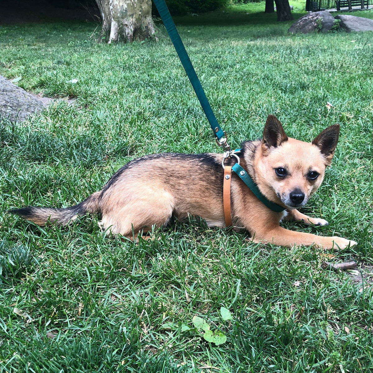 Dog harness shop for chihuahua